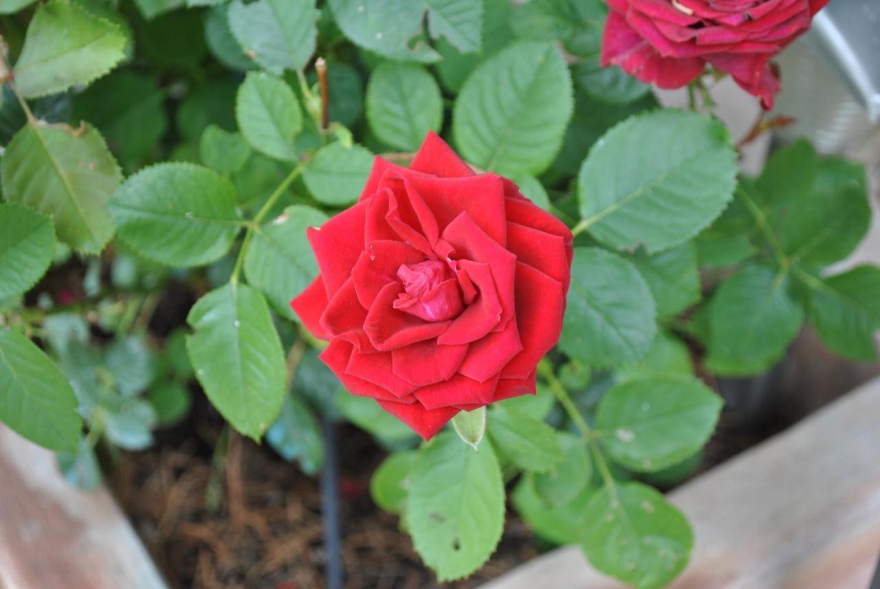 קסטלנואובו ברארדנגה Agriturismo La Nicchia מראה חיצוני תמונה