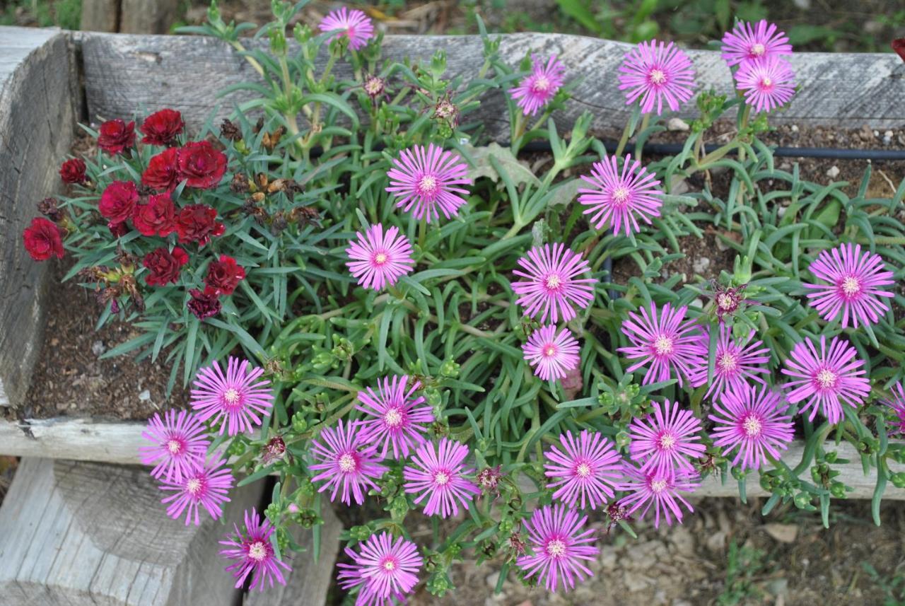 קסטלנואובו ברארדנגה Agriturismo La Nicchia מראה חיצוני תמונה